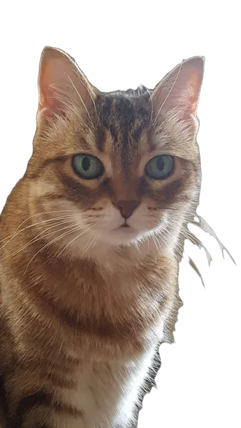 tabby cat portrait, birefnet-cod cutout