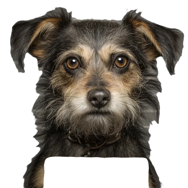 terrier dog mugshot, birefnet-cod cutout