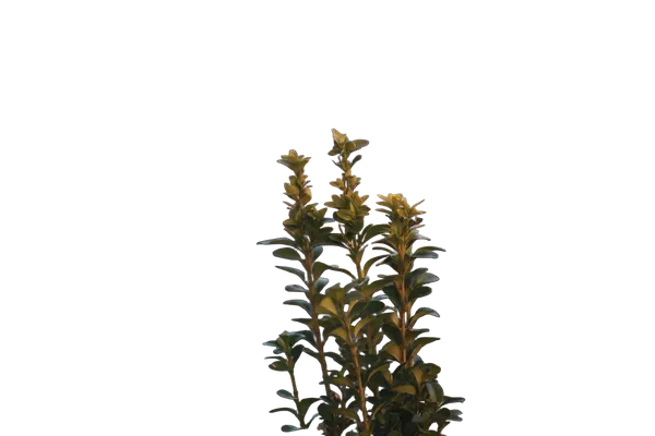 balcony plant bokeh, birefnet-dis cutout