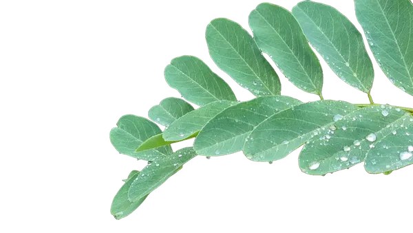 compound leaf raindrops, birefnet-dis cutout