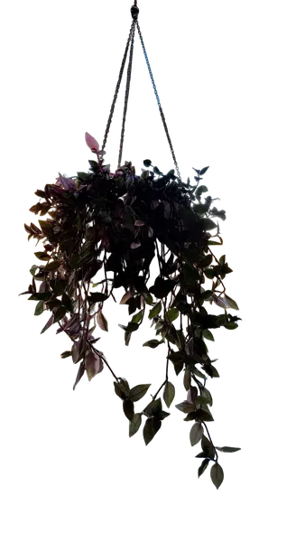 hanging plant window, birefnet-dis cutout