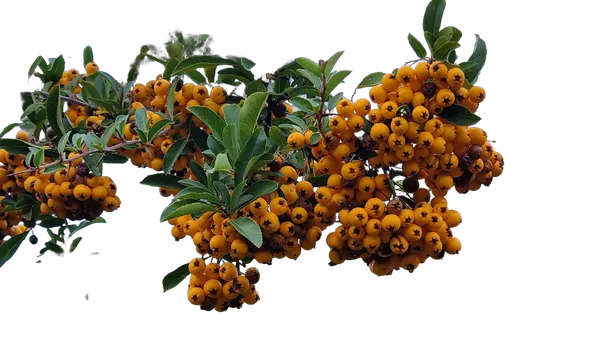 orange berries branch, birefnet-dis cutout