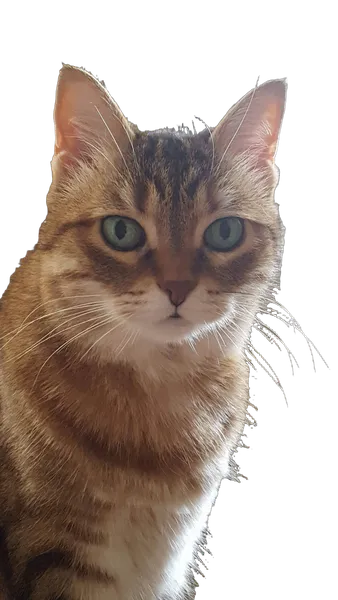 tabby cat portrait, birefnet-dis cutout