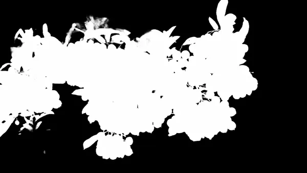 orange berries branch, birefnet-dis alpha matte