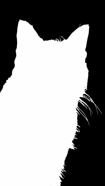 tabby cat portrait, birefnet-dis alpha matte