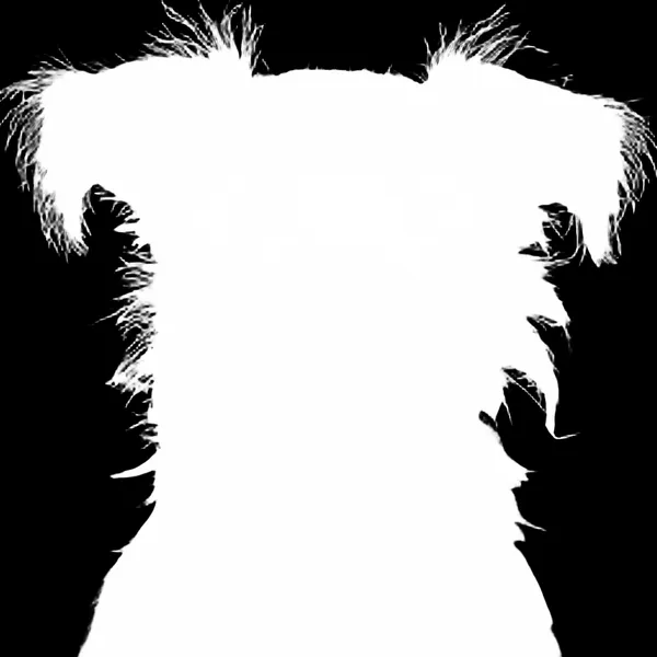 terrier dog mugshot, birefnet-dis alpha matte