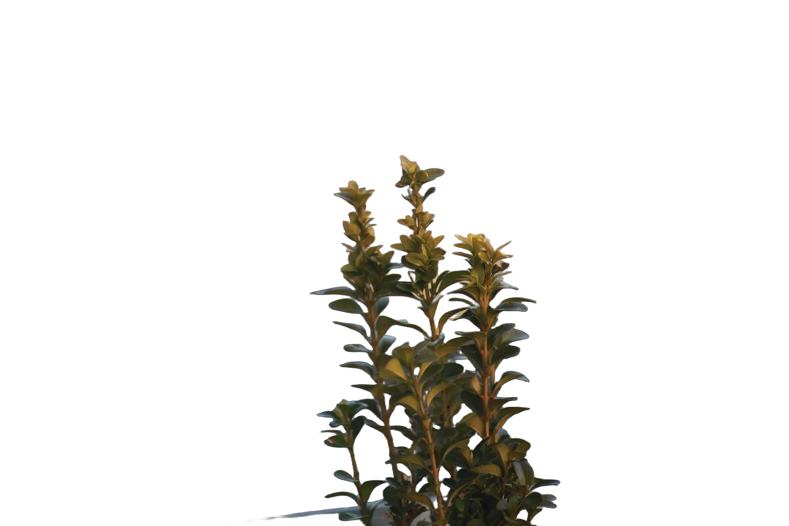 balcony plant bokeh, BiRefNet Lite cutout