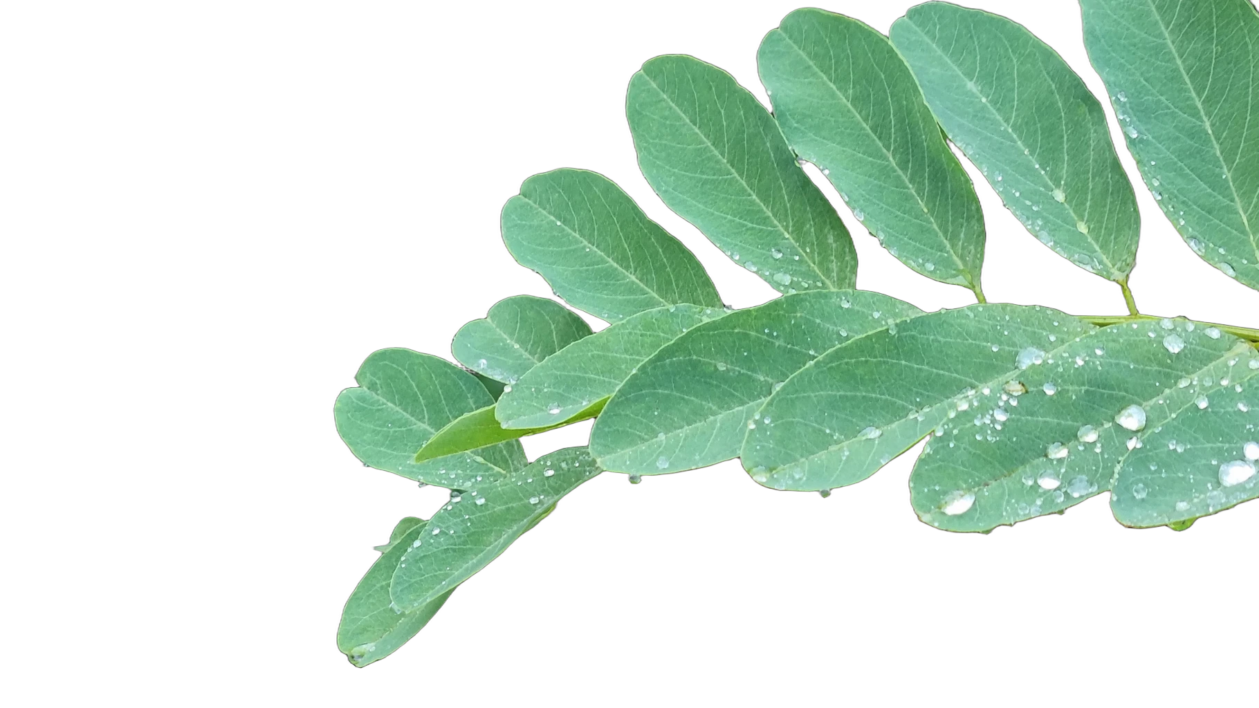 compound leaf raindrops, BiRefNet Lite cutout