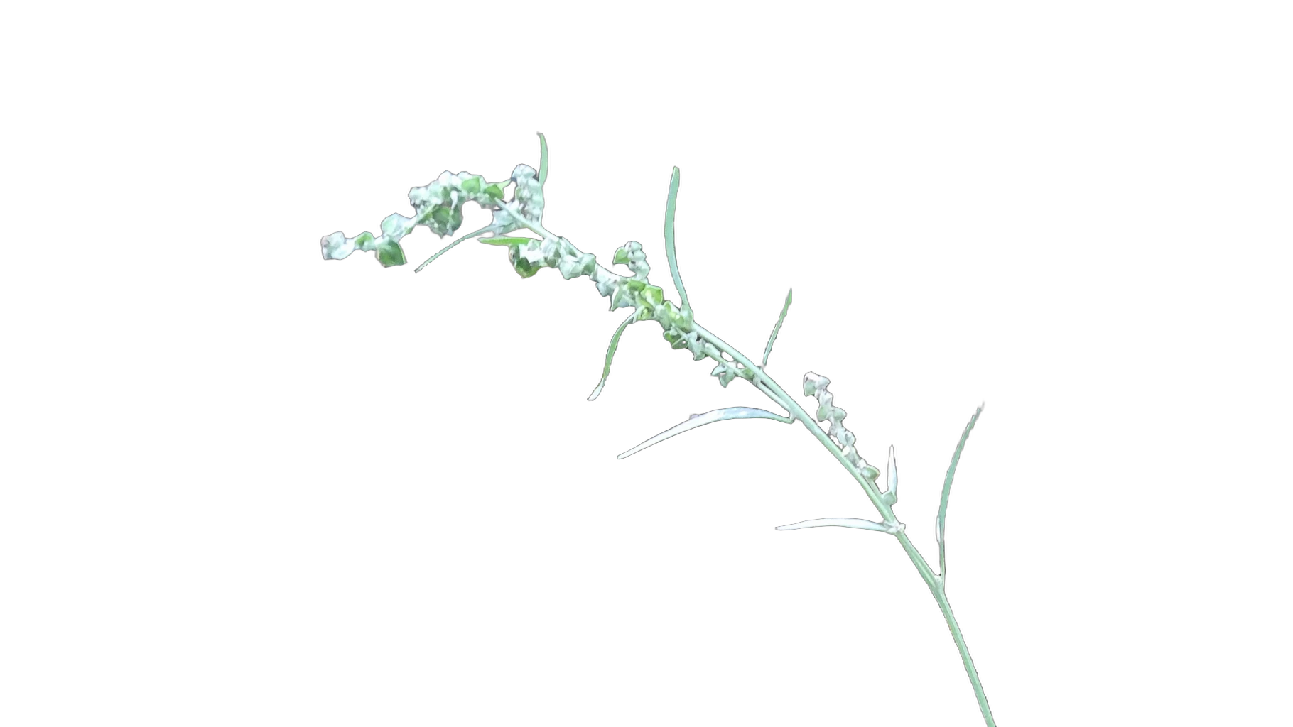 grass seed stem bokeh, BiRefNet Lite cutout