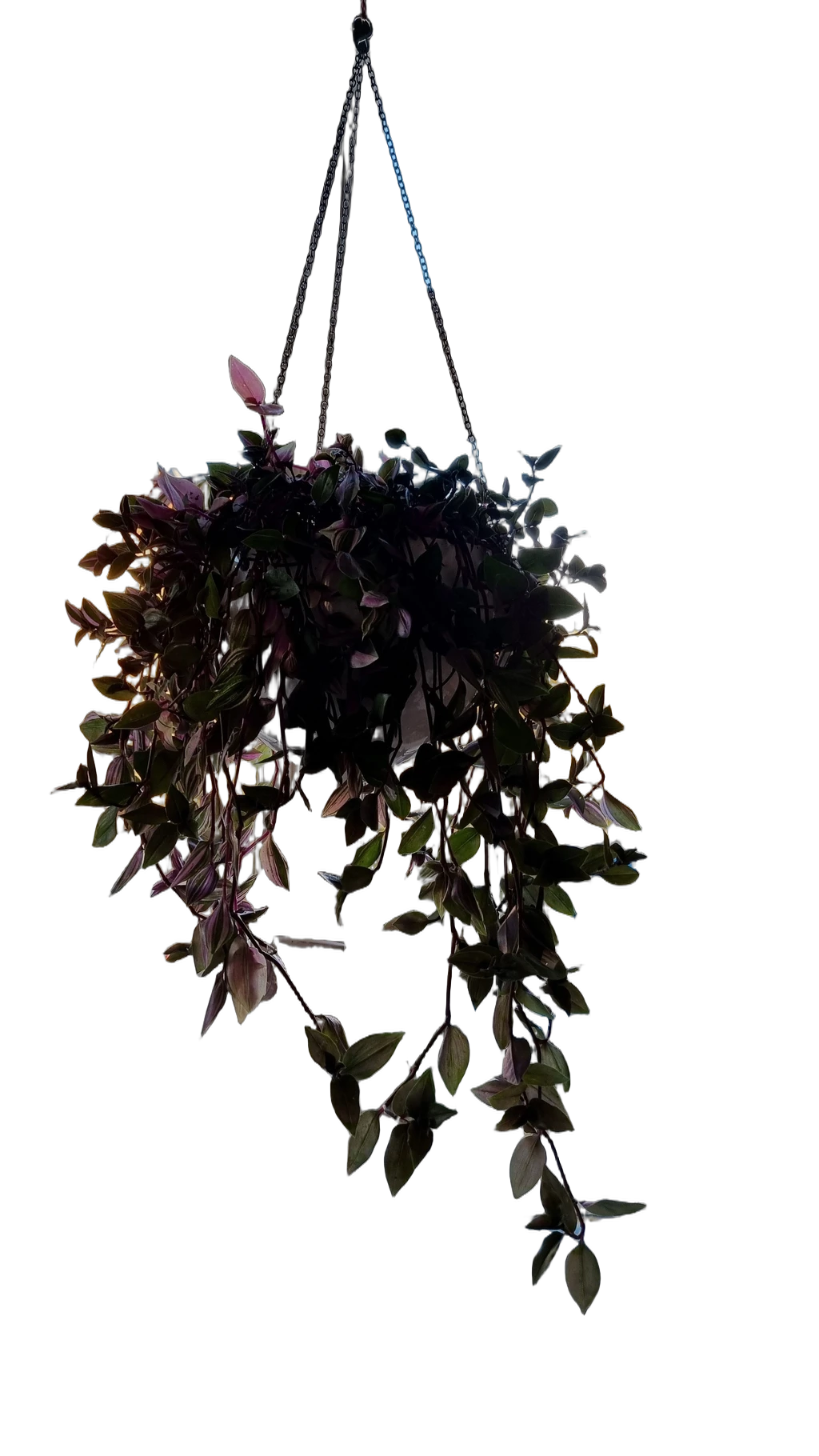 hanging plant window, BiRefNet Lite cutout