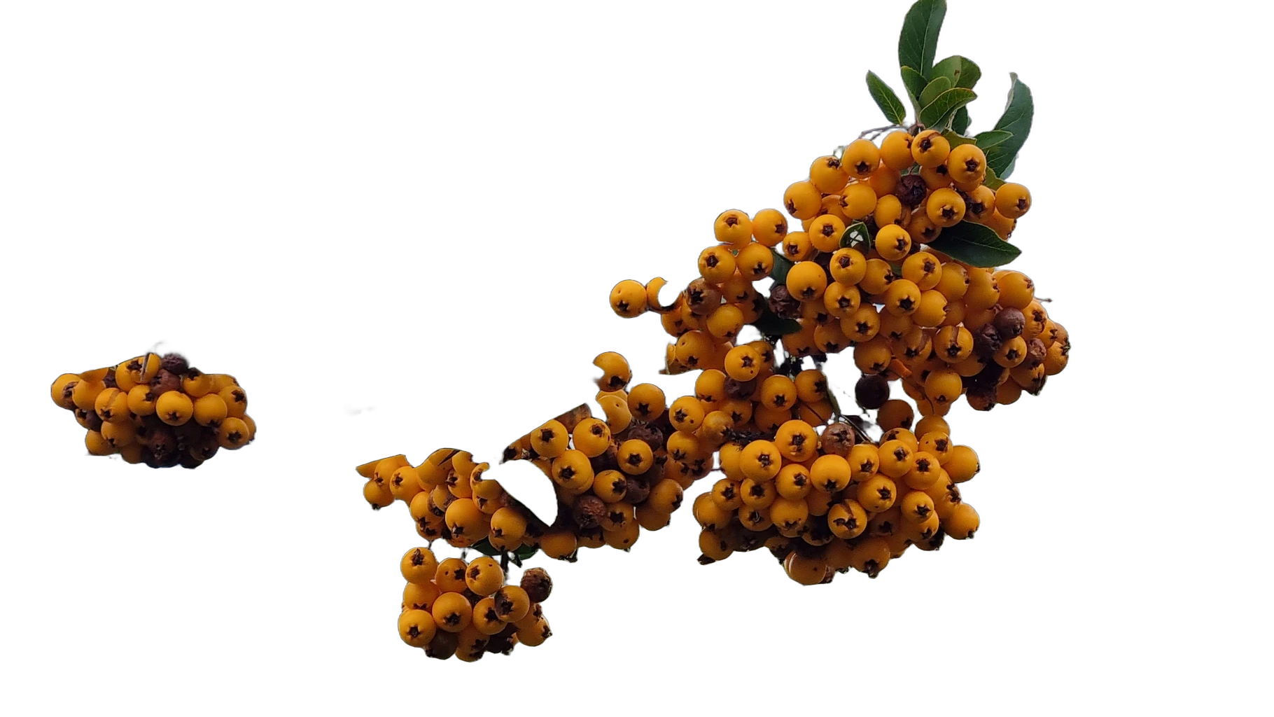 orange berries branch, BiRefNet Lite cutout
