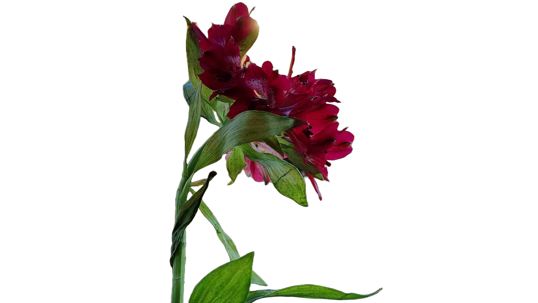 red flower balcony bokeh, BiRefNet Lite cutout
