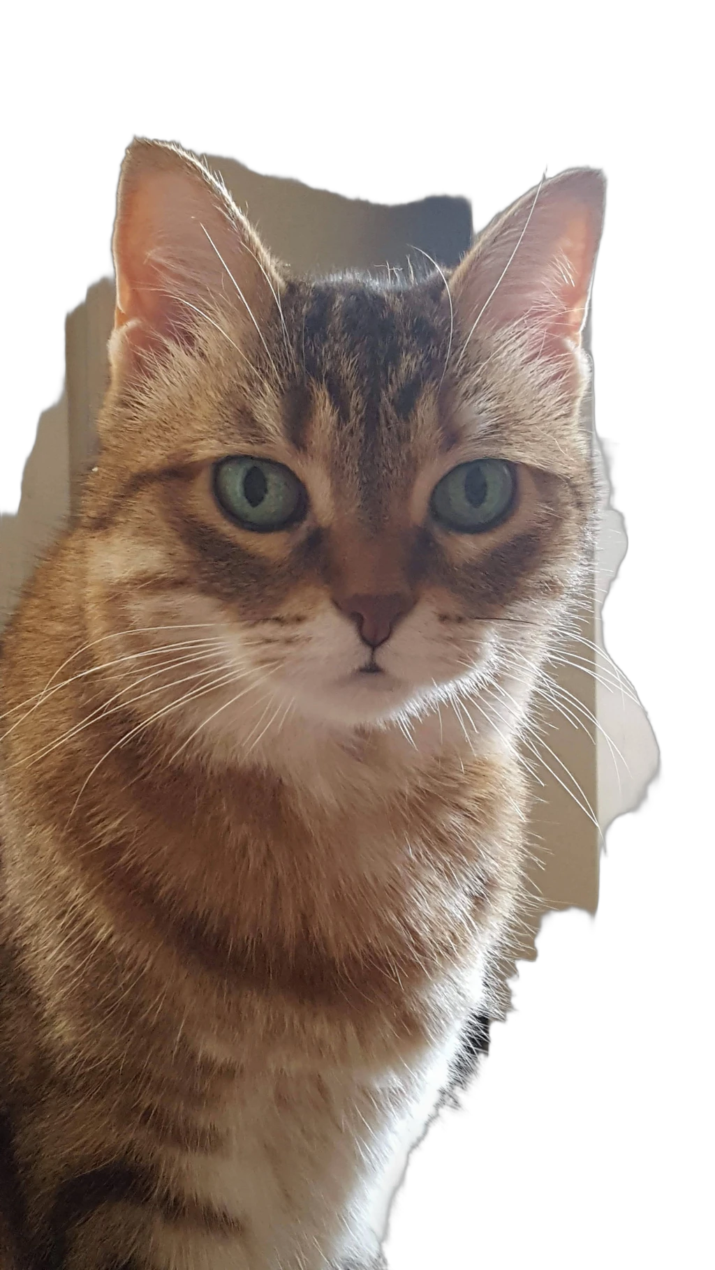 tabby cat portrait, BiRefNet Lite cutout