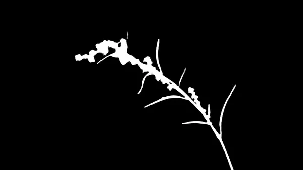 BiRefNet Lite alpha matte: grass seed stem bokeh