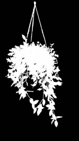 BiRefNet Lite alpha matte: hanging plant window