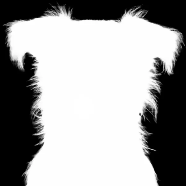 BiRefNet Lite alpha matte: terrier dog mugshot