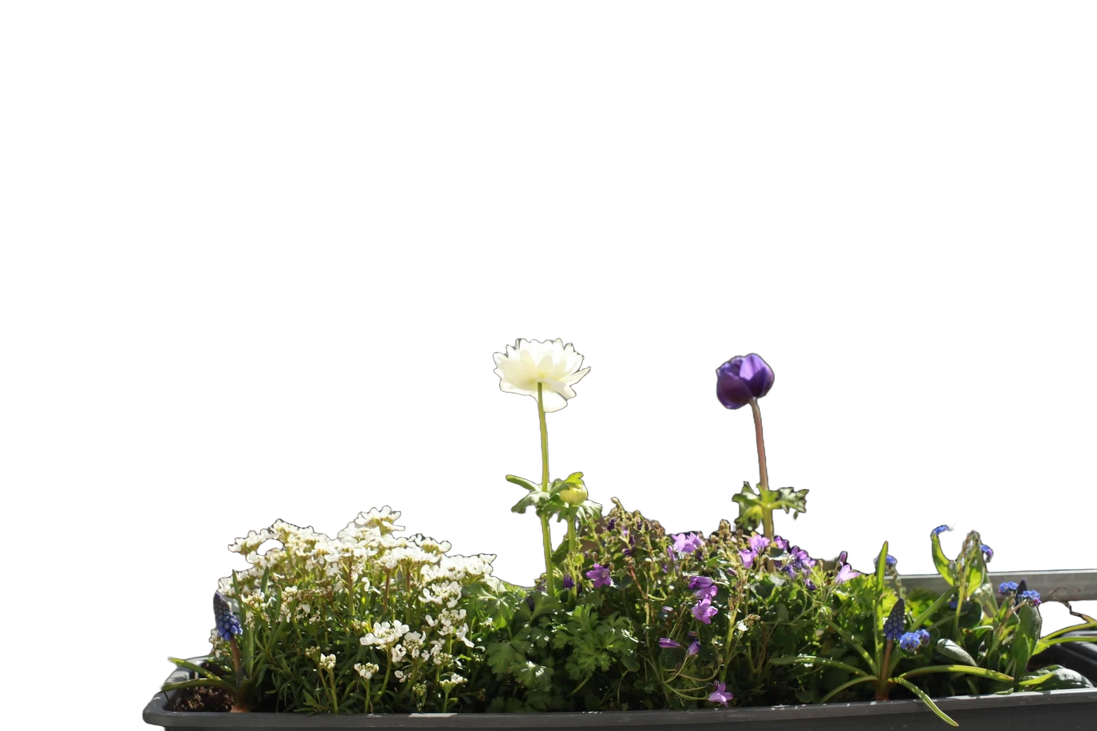balcony flower planter bokeh, BiRefNet cutout