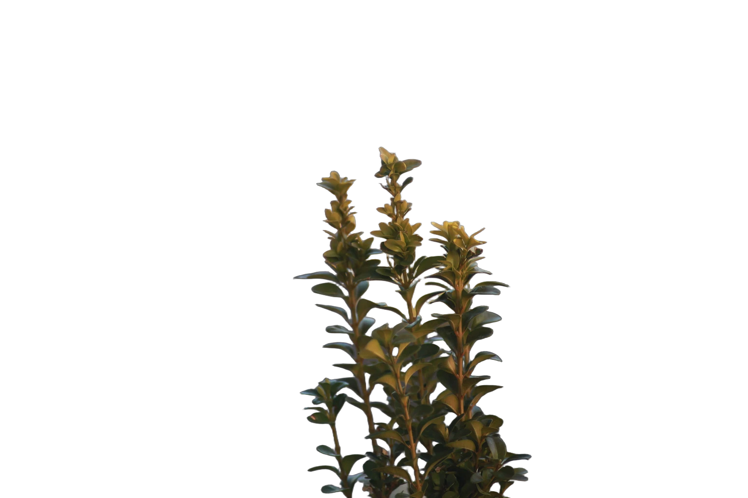 balcony plant bokeh, BiRefNet cutout