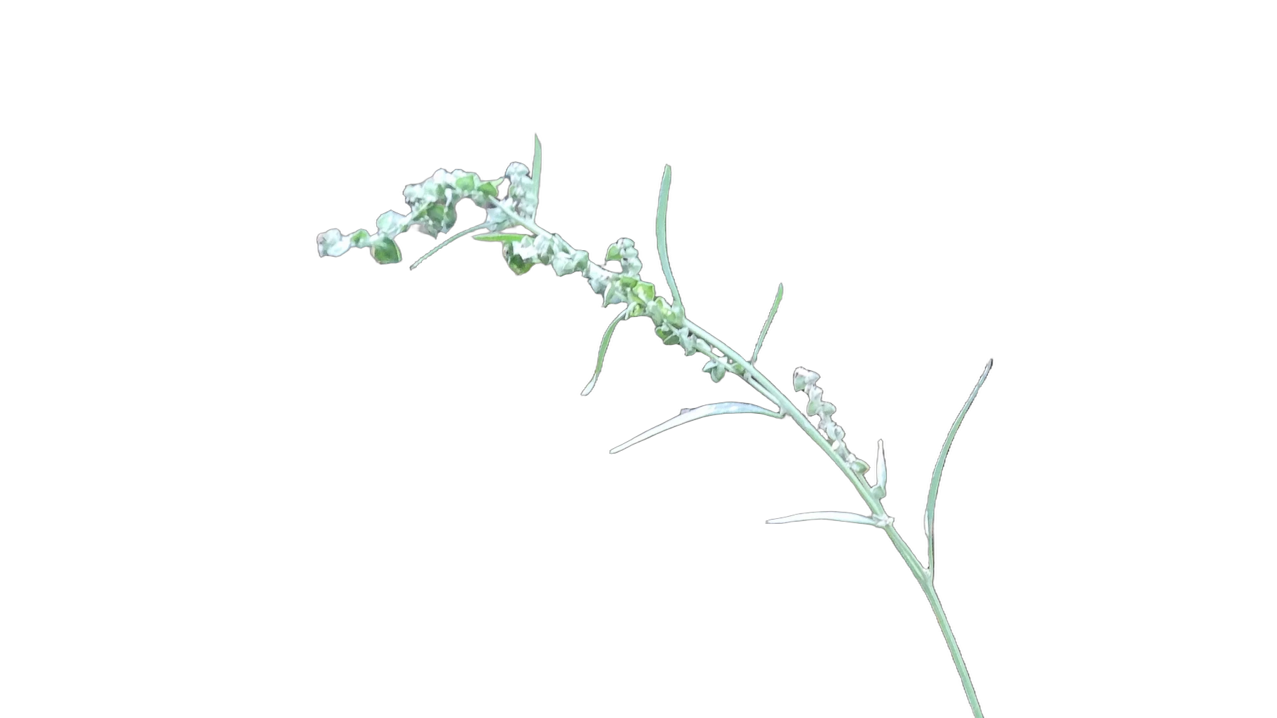 grass seed stem bokeh, BiRefNet cutout
