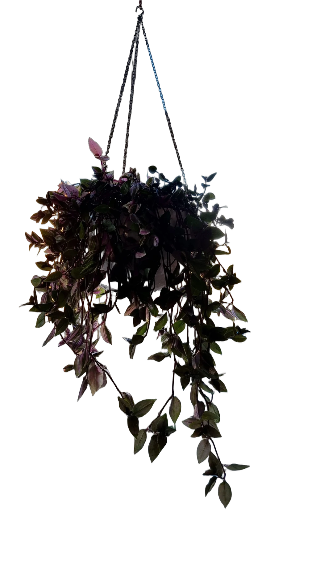 hanging plant window, BiRefNet cutout