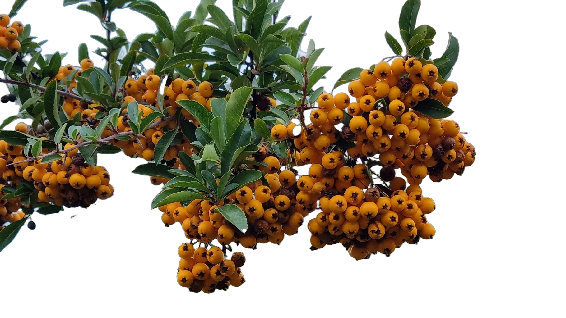 orange berries branch, BiRefNet cutout