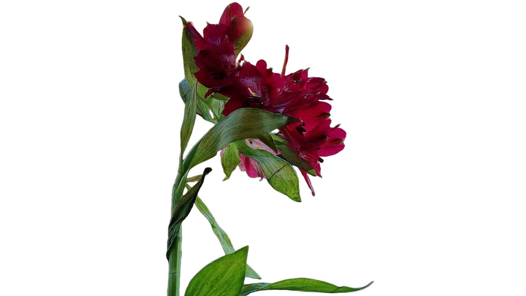red flower balcony bokeh, BiRefNet cutout