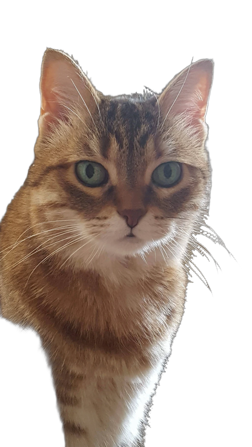 tabby cat portrait, BiRefNet cutout