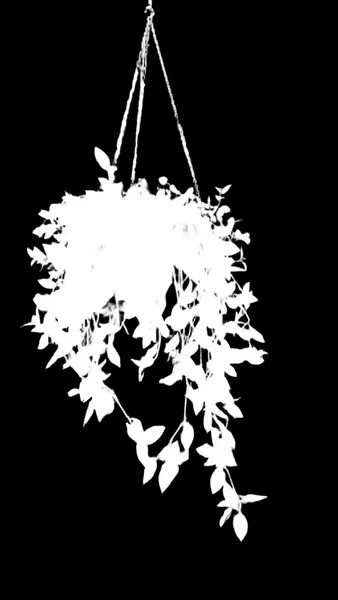 BiRefNet General alpha matte: hanging plant window