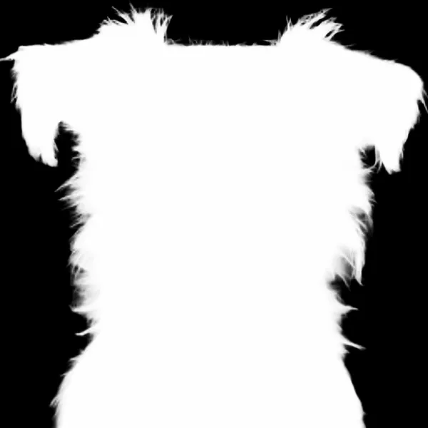 BiRefNet General alpha matte: terrier dog mugshot