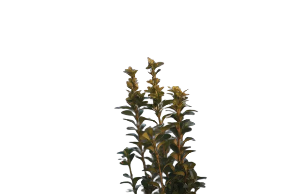 balcony plant bokeh, birefnet-hrsod cutout