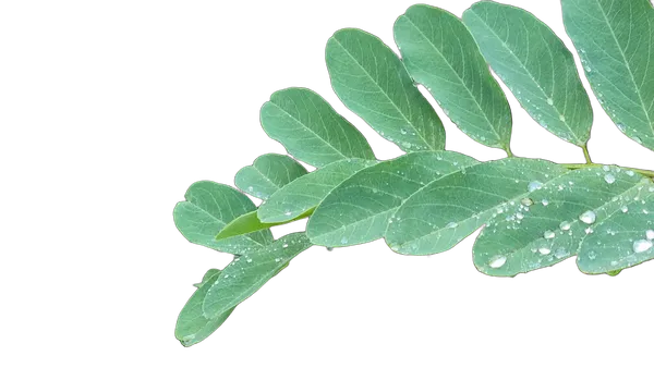 compound leaf raindrops, birefnet-hrsod cutout