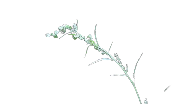 grass seed stem bokeh, birefnet-hrsod cutout