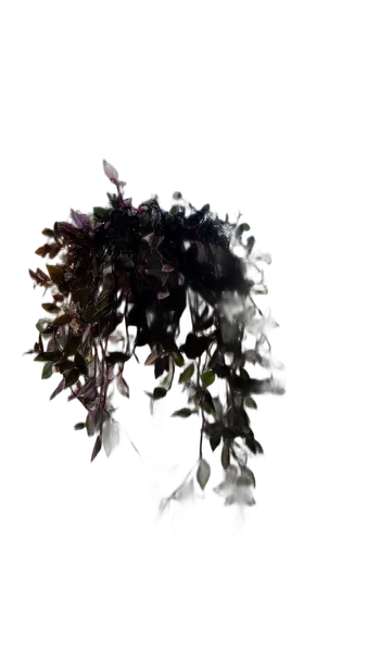hanging plant window, birefnet-hrsod cutout
