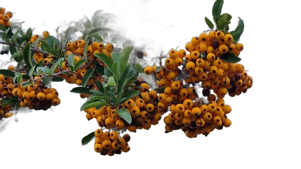 orange berries branch, birefnet-hrsod cutout