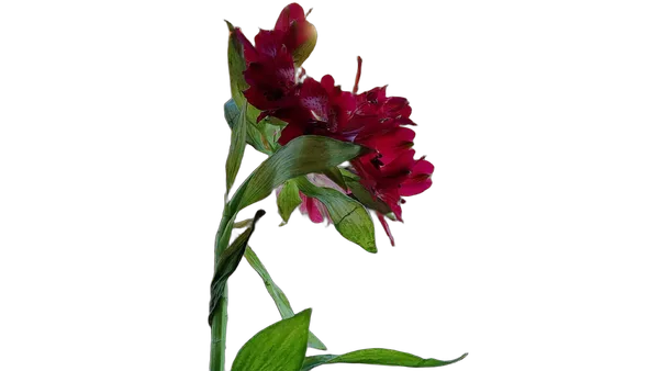 red flower balcony bokeh, birefnet-hrsod cutout
