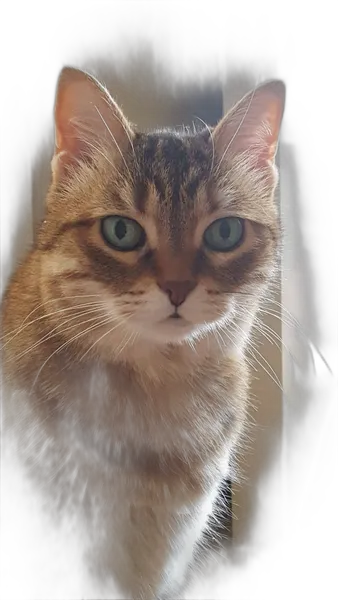 tabby cat portrait, birefnet-hrsod cutout