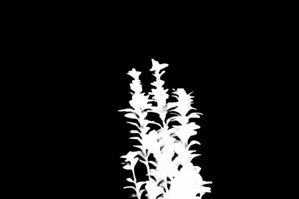 balcony plant bokeh, birefnet-hrsod alpha matte
