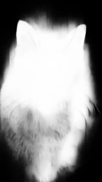 tabby cat portrait, birefnet-hrsod alpha matte