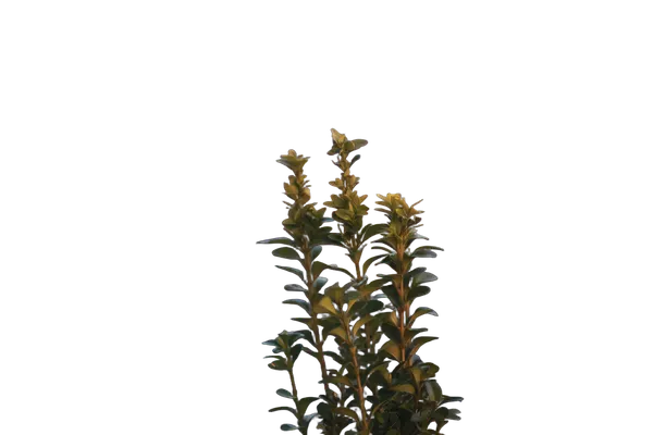 balcony plant bokeh, birefnet-massive cutout