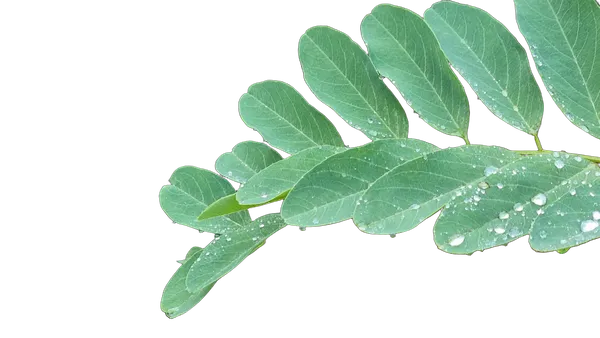 compound leaf raindrops, birefnet-massive cutout