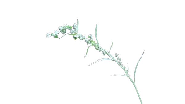 grass seed stem bokeh, birefnet-massive cutout