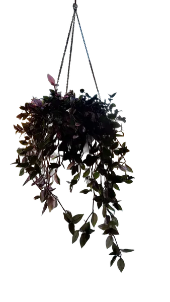 hanging plant window, birefnet-massive cutout