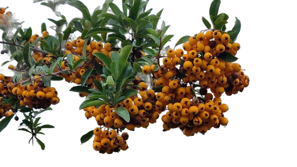 orange berries branch, birefnet-massive cutout