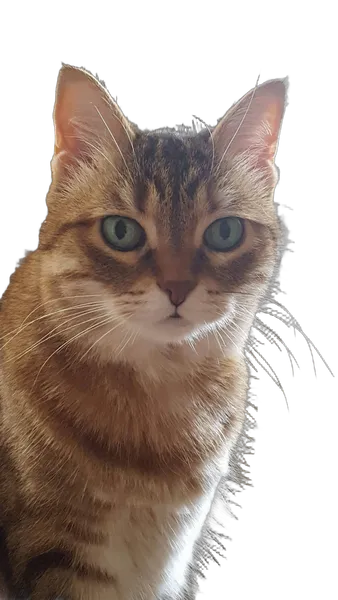 tabby cat portrait, birefnet-massive cutout