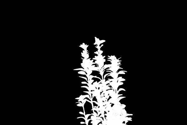 balcony plant bokeh, birefnet-massive alpha matte