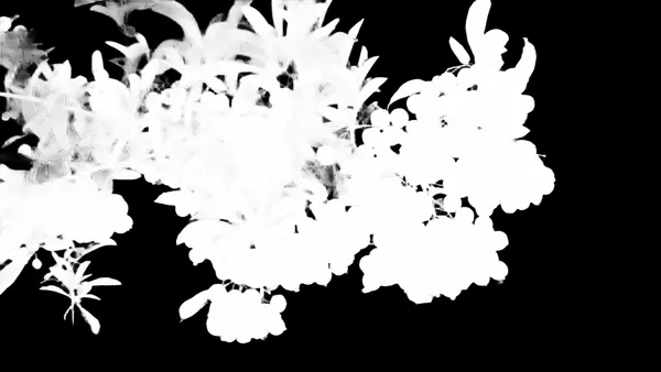 orange berries branch, birefnet-massive alpha matte