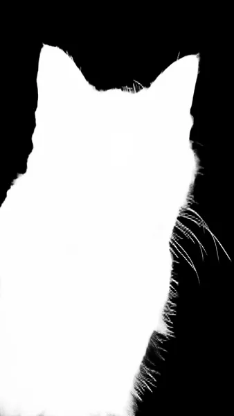 tabby cat portrait, birefnet-massive alpha matte