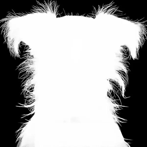 terrier dog mugshot, birefnet-massive alpha matte