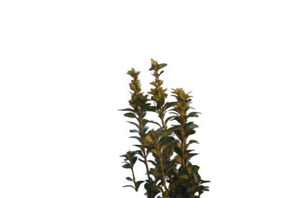 balcony plant bokeh, birefnet-portrait cutout