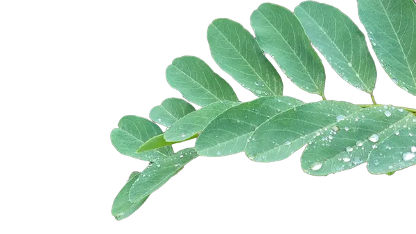 compound leaf raindrops, birefnet-portrait cutout